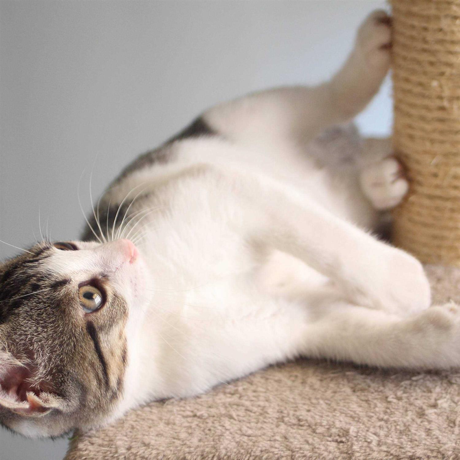Cat Scratching Post with Toys W554940