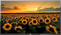 50" LED TFT TV with 1920 x 1080 Resolution S6583