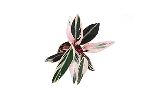 Calathea Indoor Plant, Live Houseplant 4 inch Pot H673