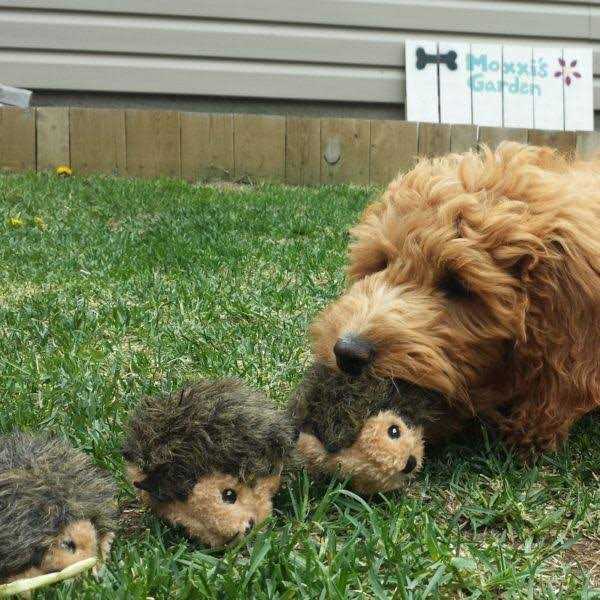 Miniz Dog Toys Hedgehogs N968182
