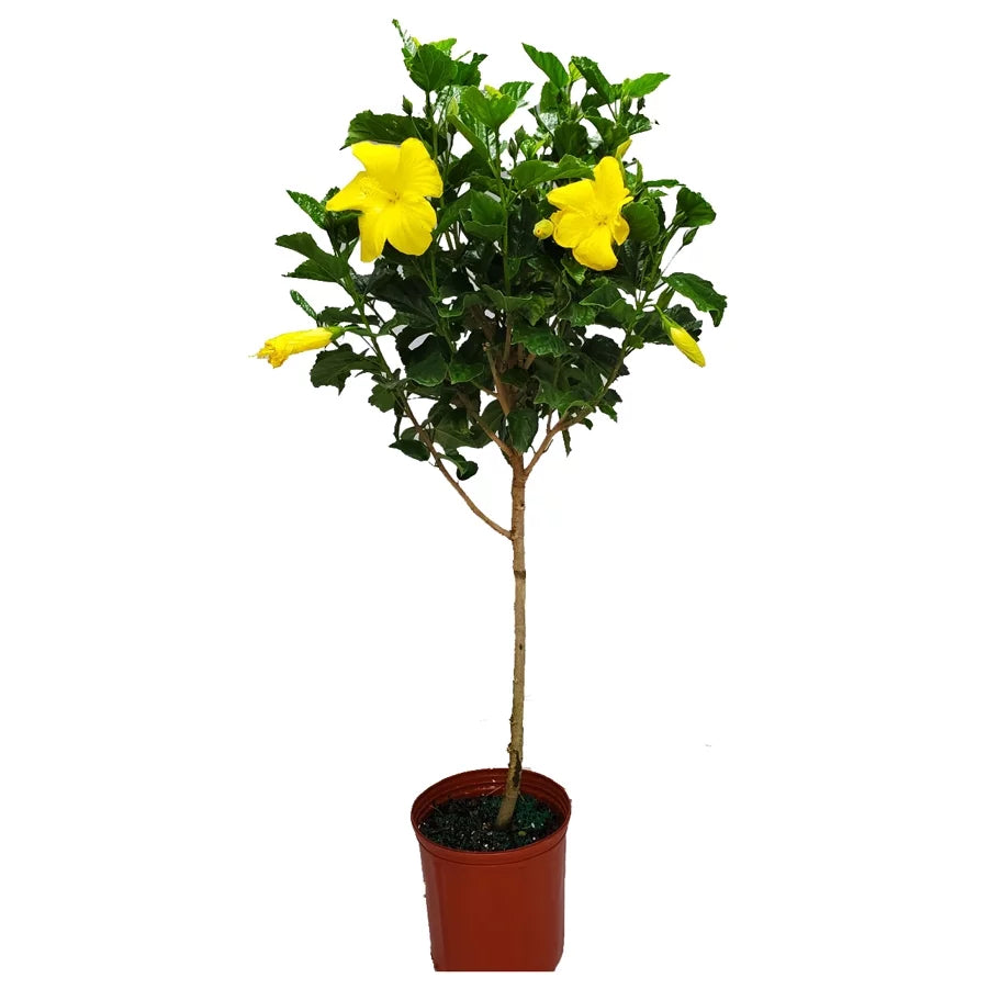 Yellow Hibiscus Tree U136855