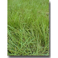 10 lbs Coated Bahia Grass Seed T992