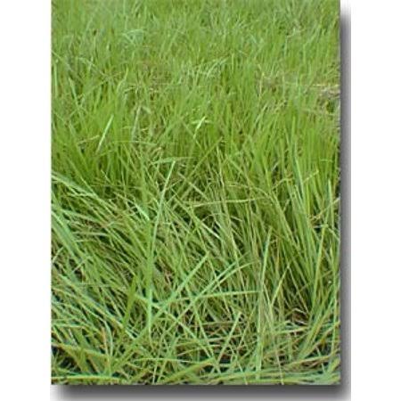 10 lbs Coated Bahia Grass Seed T992
