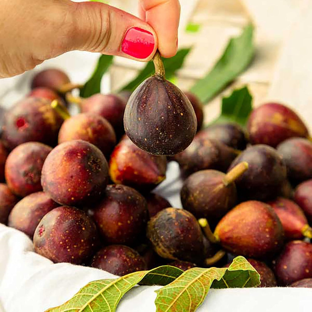 2 Gallon Fig Plant Q969070