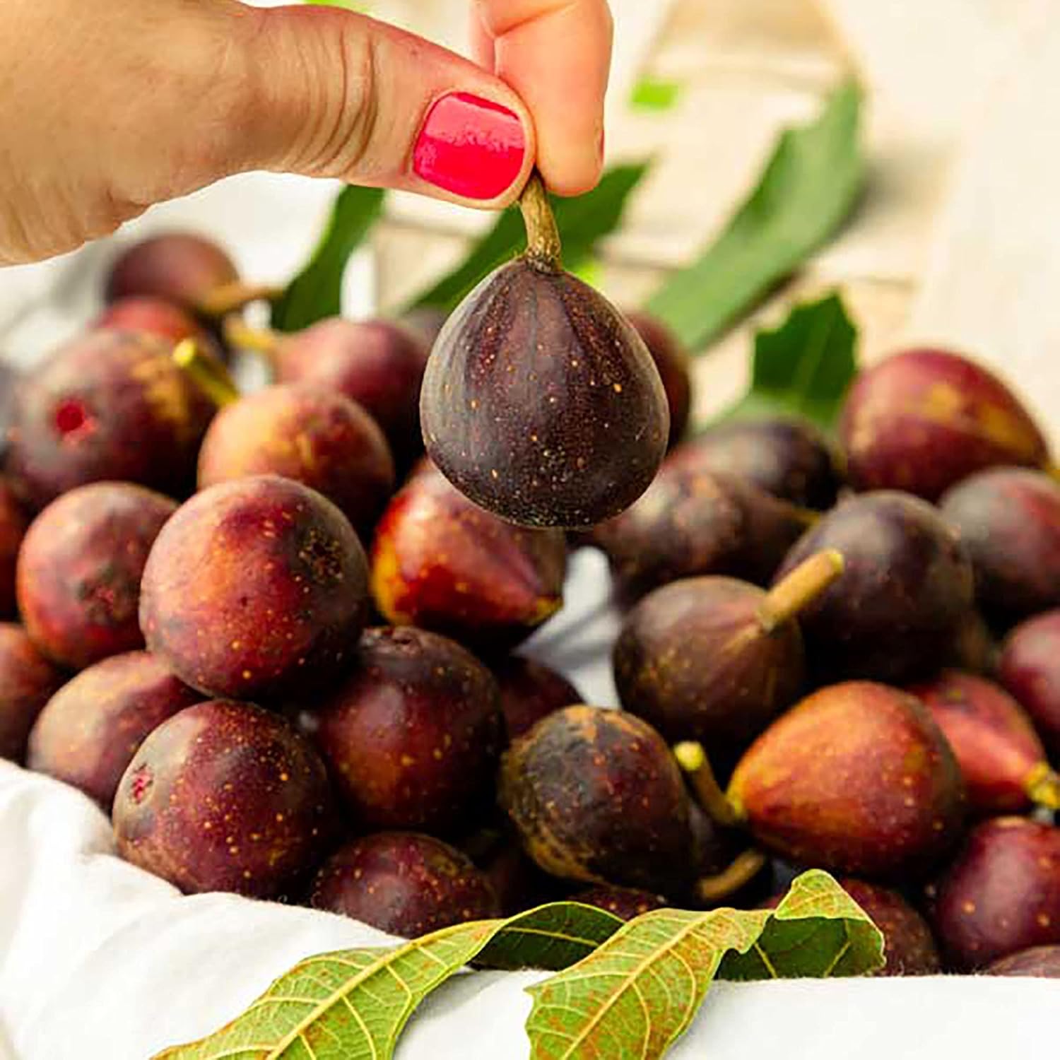 2 Gallon Fig Plant Q969070