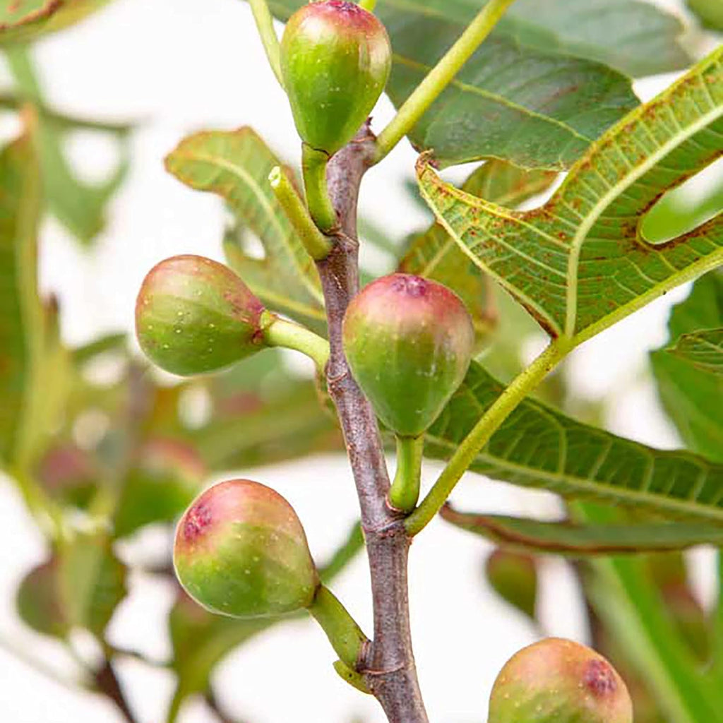 2 Gallon Fig Plant Q969070