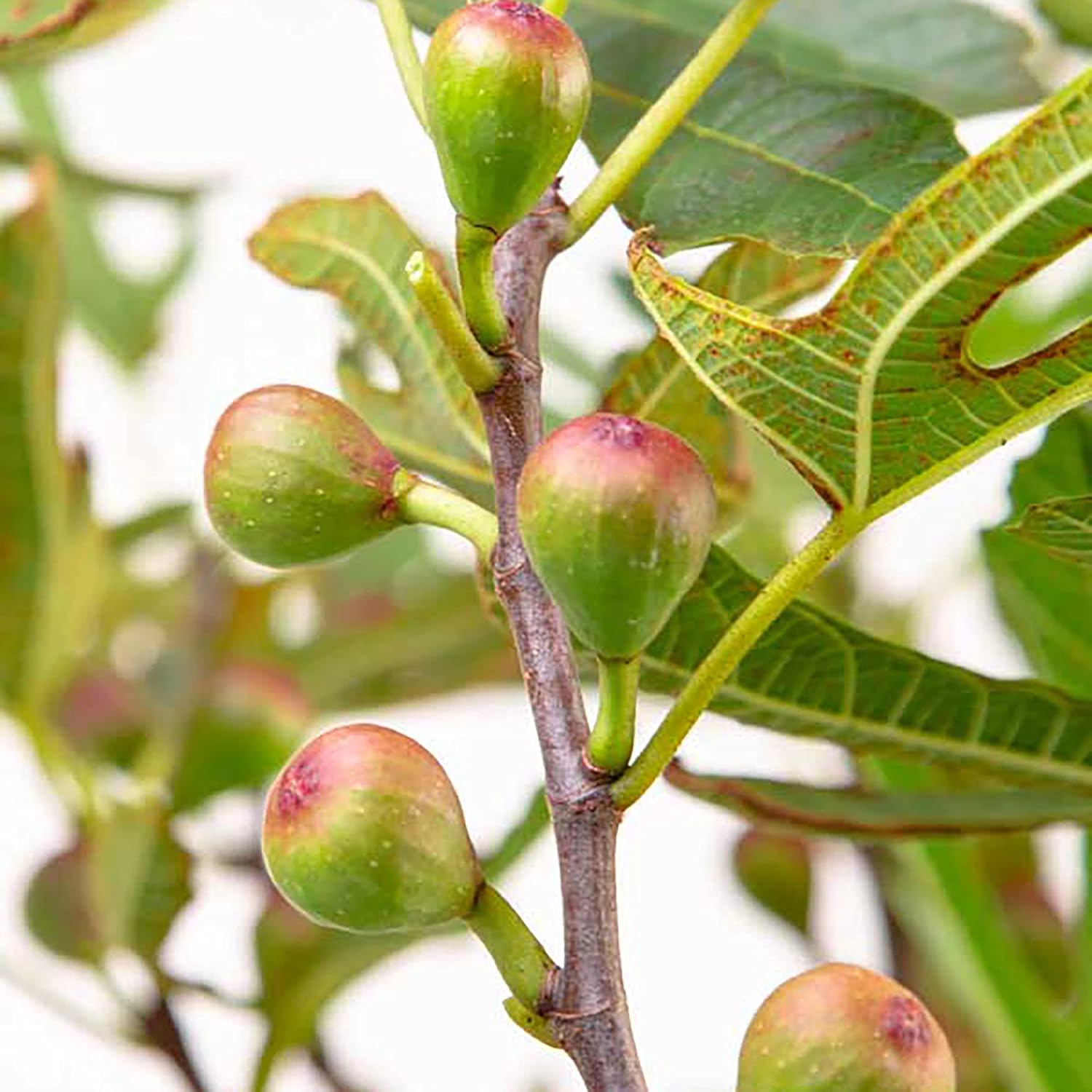 2 Gallon Fig Plant Q969070