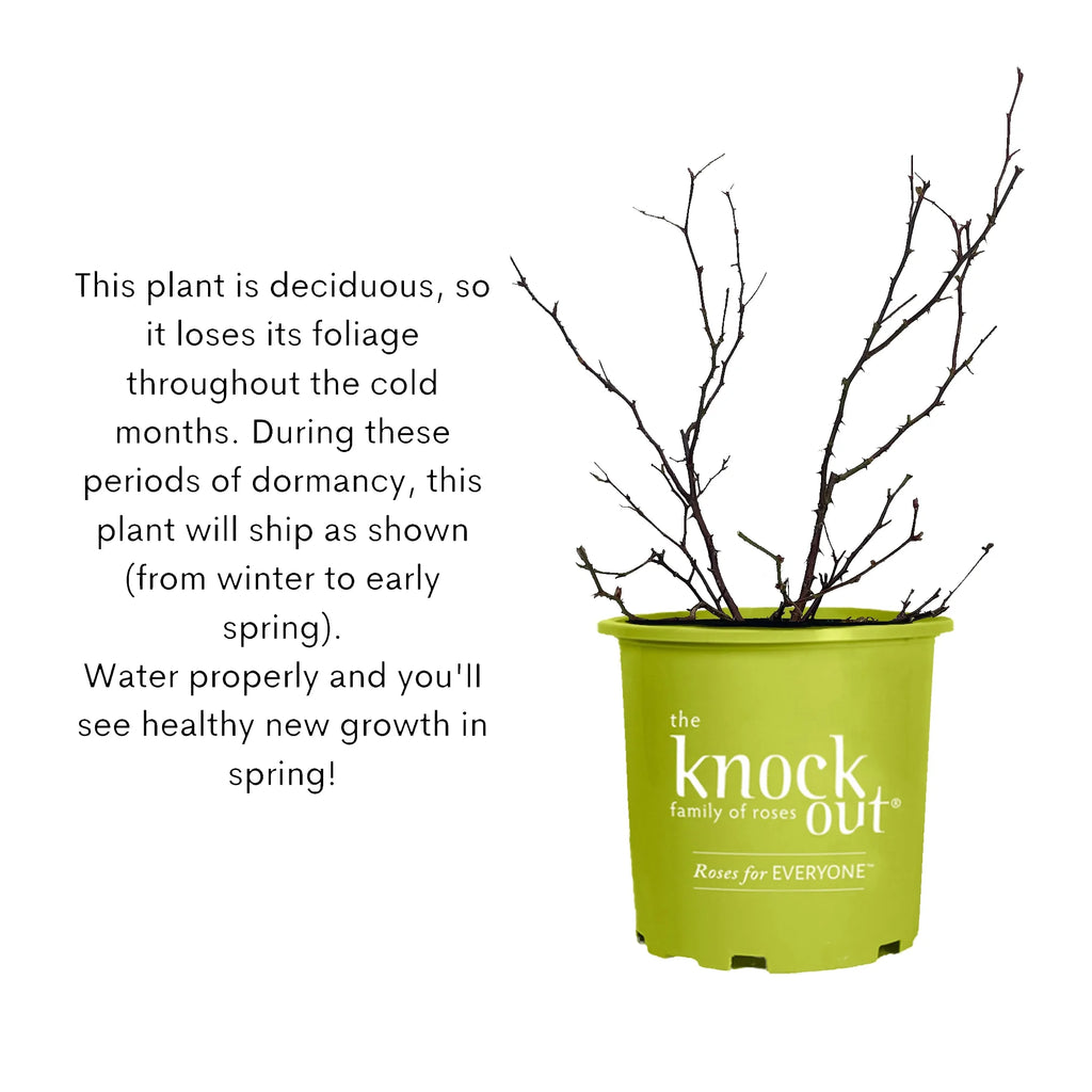 Pink Rose Live Shrubs (2 Gallon) W877566