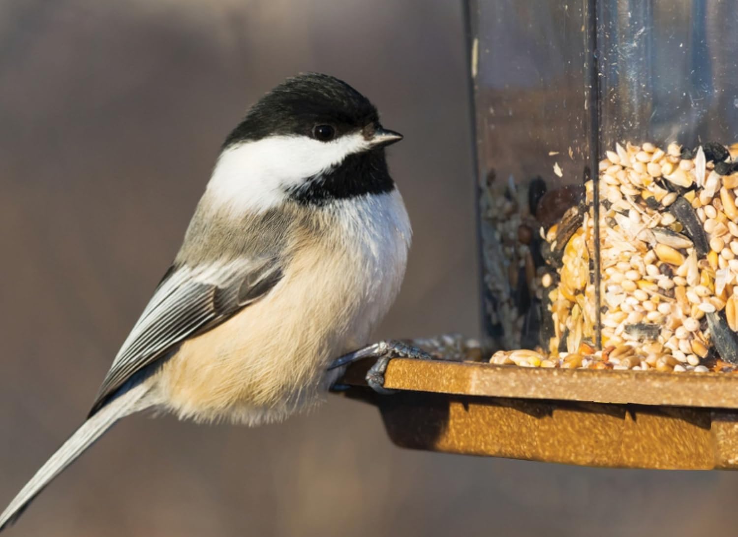 10-Pounds Wild Bird Food C434