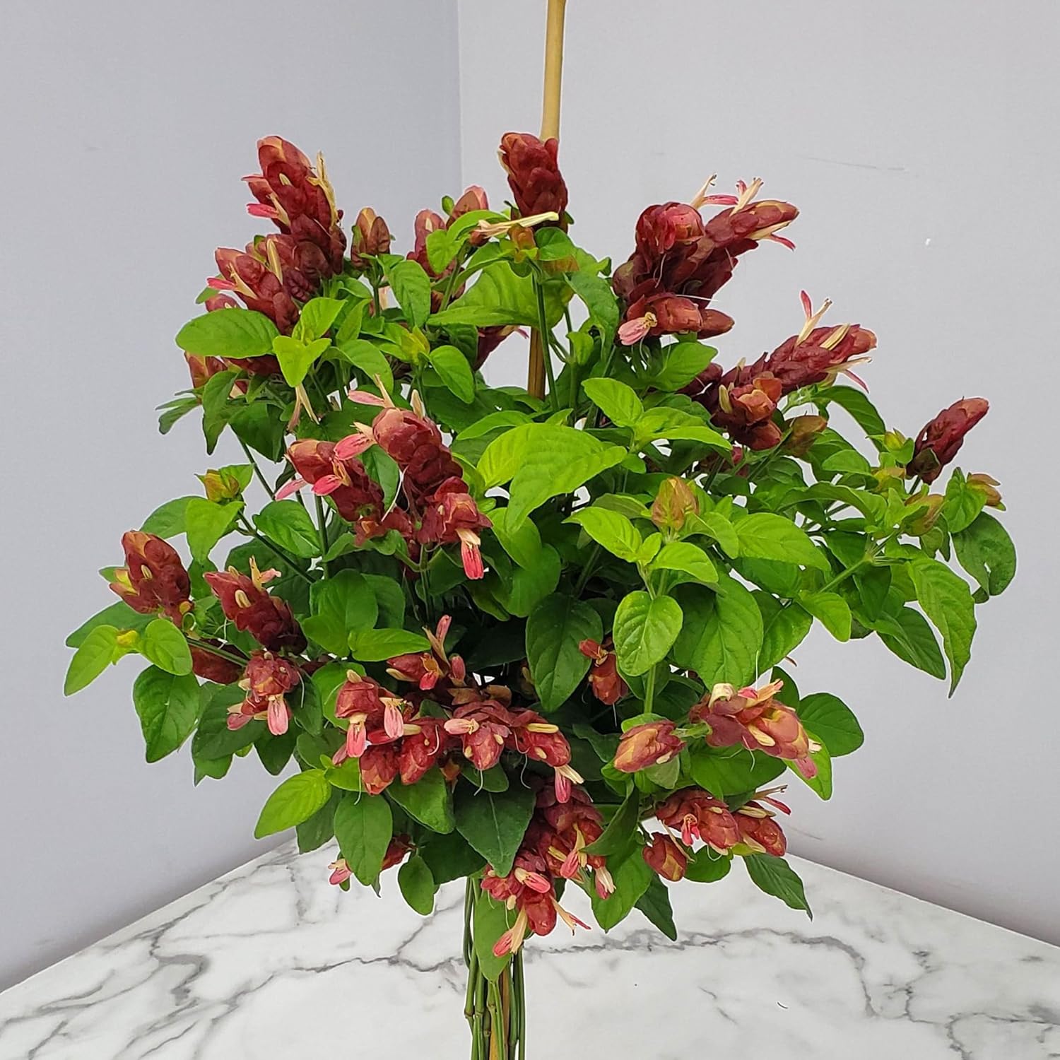 Red Flowers Braided Shrimp Tree G10197