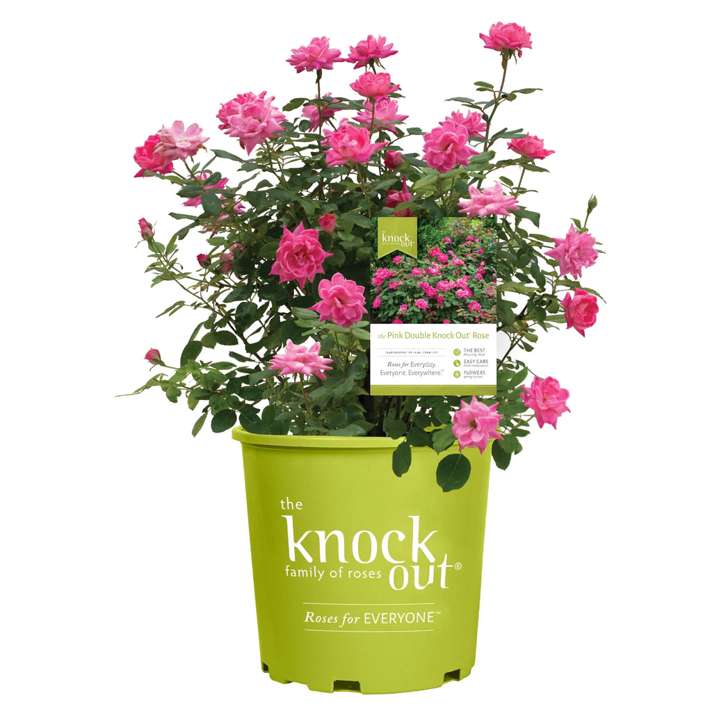 Pink Rose Live Shrubs (2 Gallon) W877566