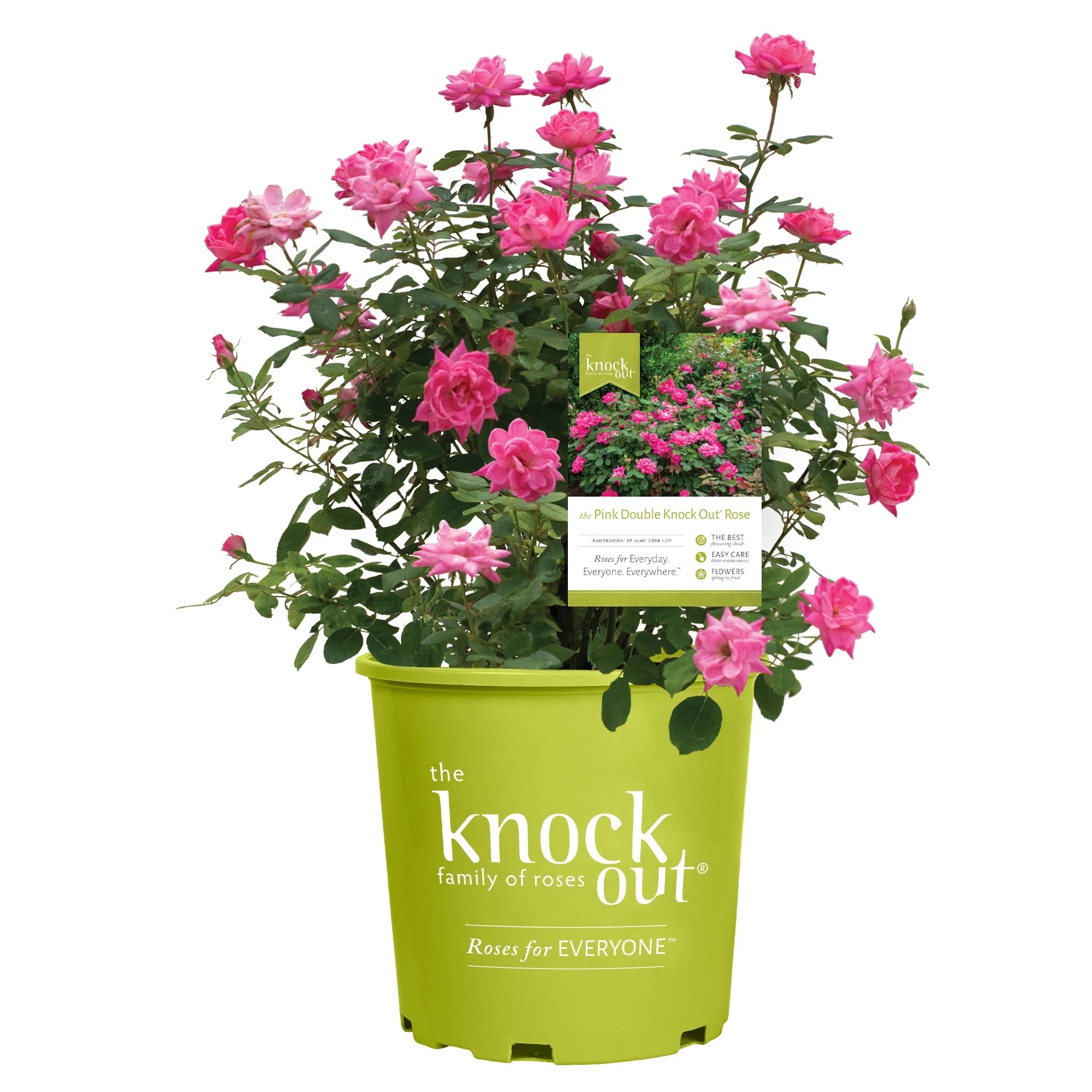 Pink Rose Live Shrubs (2 Gallon) W877566