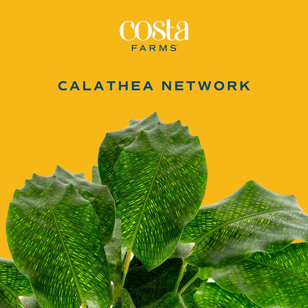 Calathea Network Live Indoor Plant, 12-Inches Tall U82484