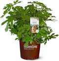 2 Gallon Fig Plant Q969070