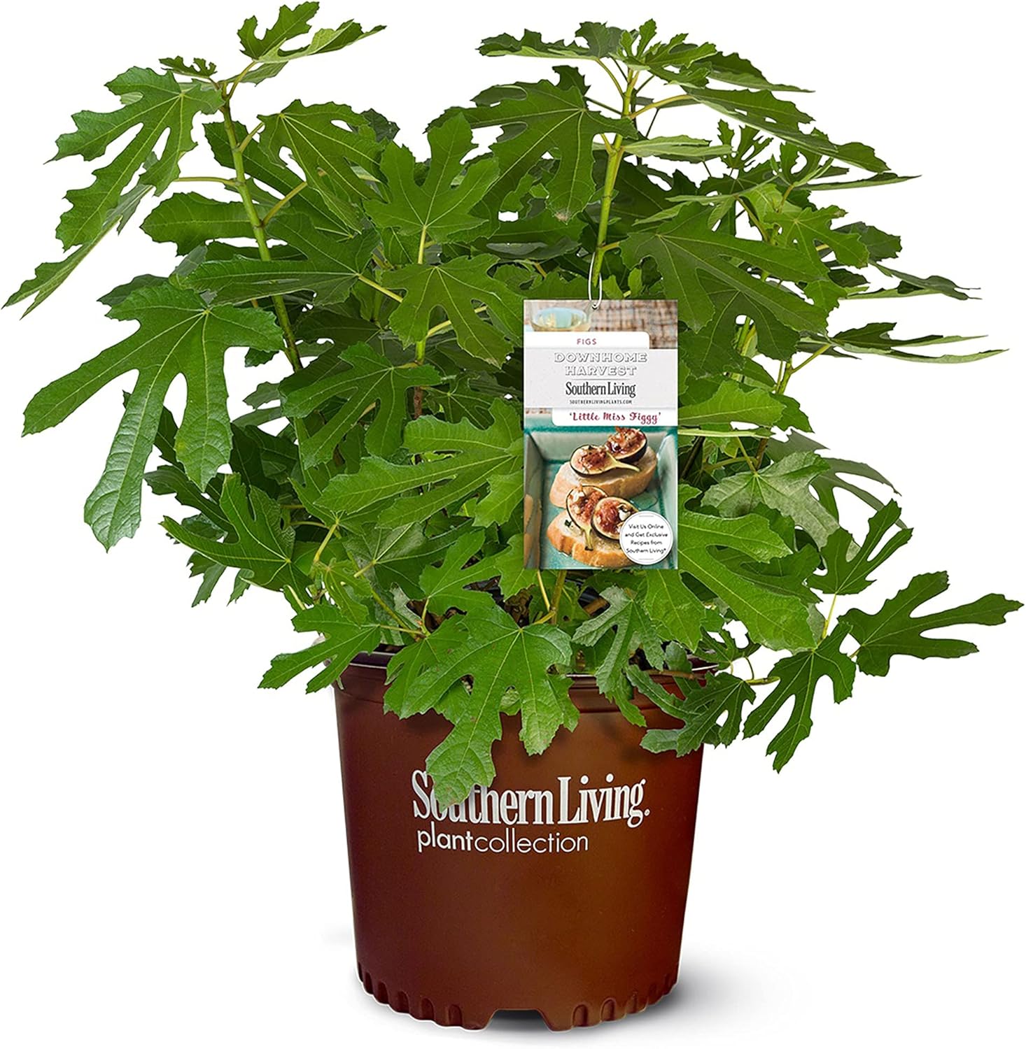 2 Gallon Fig Plant Q969070