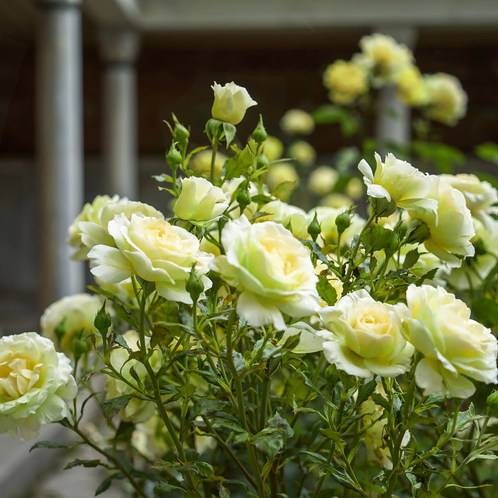 2 Piece Hybrid Tea Rose Live Shrub J5321