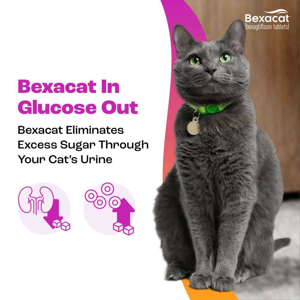 15 mg Bexacat for Cats F4744