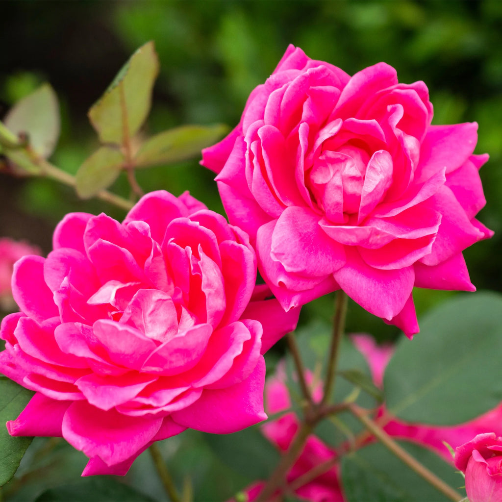 Pink Rose Live Shrubs (2 Gallon) W877566