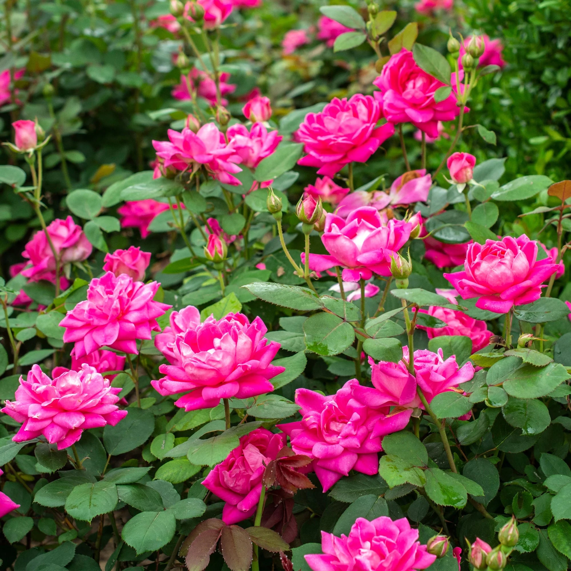 Pink Rose Live Shrubs (2 Gallon) W877566