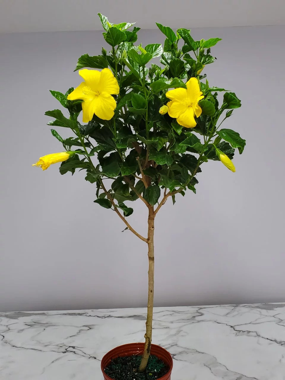 Yellow Hibiscus Tree U136855