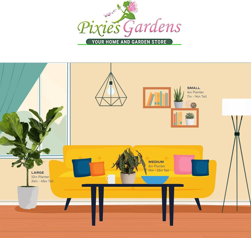 Dwarf Evergreen with Lime Green Foliage P828