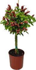 Red Flowers Braided Shrimp Tree G10197