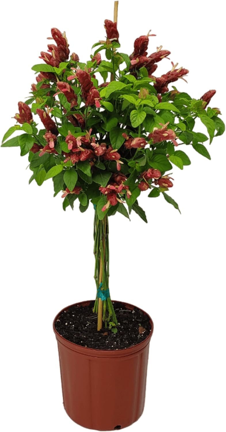 Red Flowers Braided Shrimp Tree G10197