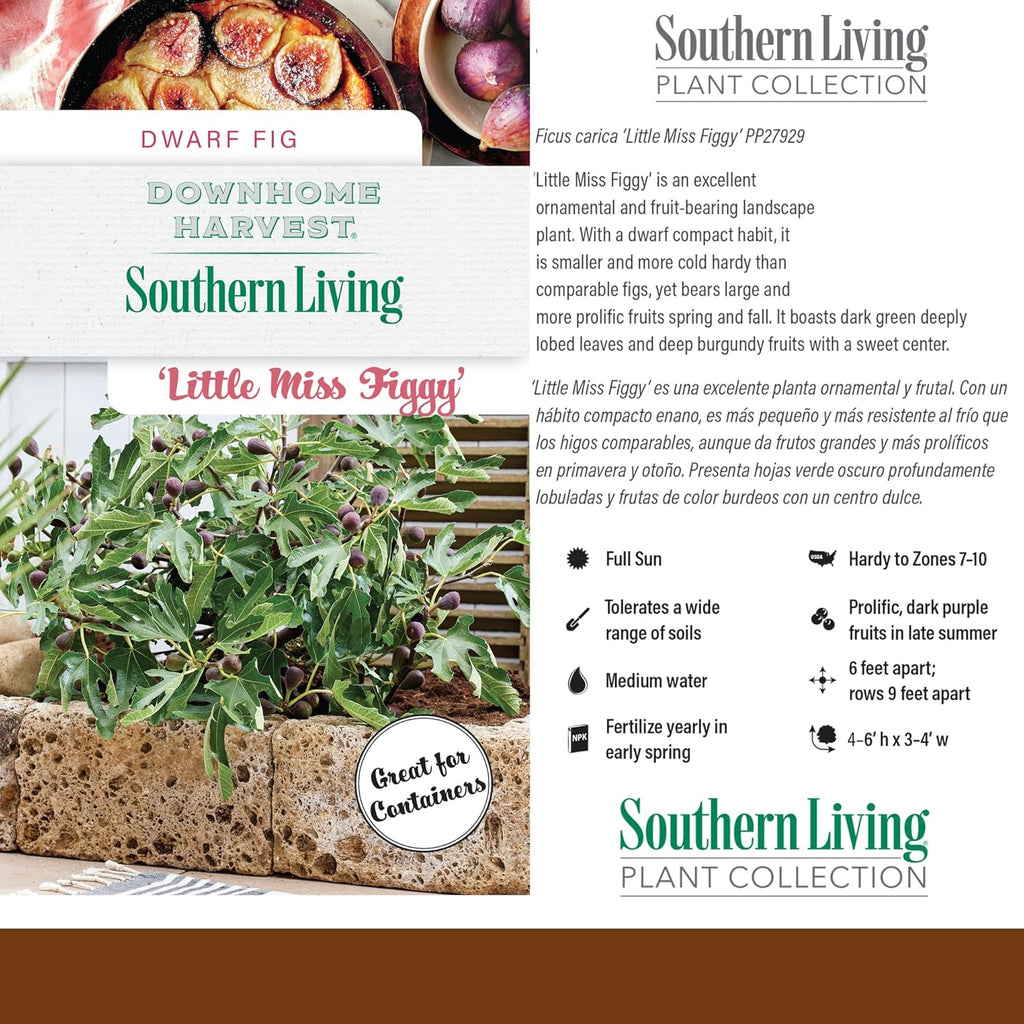 2 Gallon Fig Plant Q969070