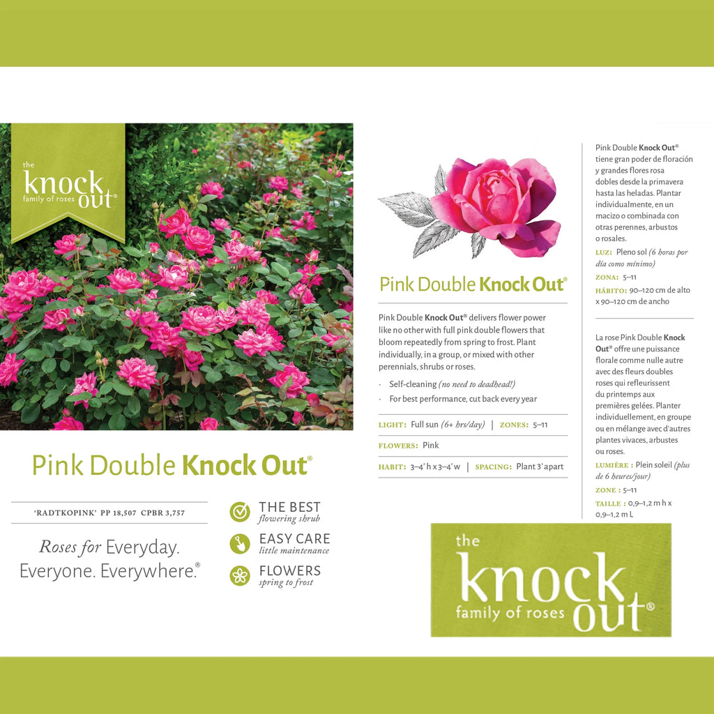 Pink Rose Live Shrubs (2 Gallon) W877566