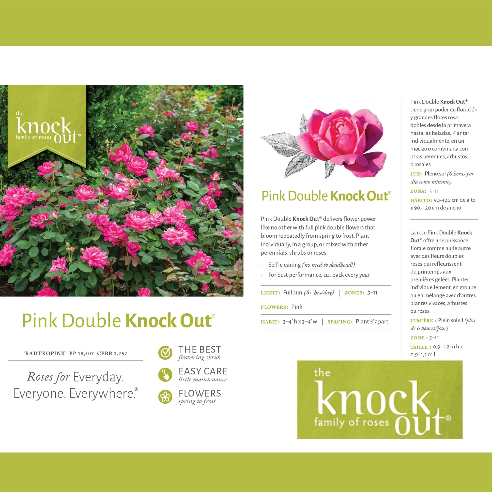 Pink Rose Live Shrubs (2 Gallon) W877566