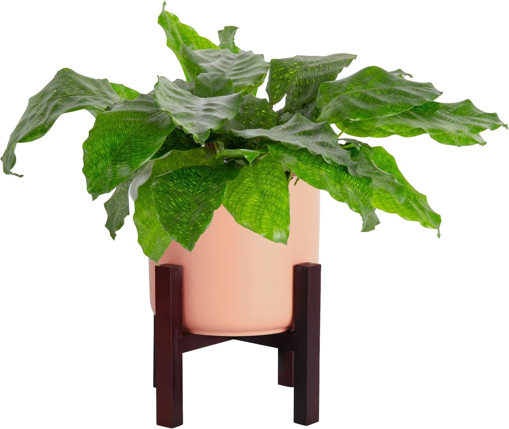 Calathea Network Live Indoor Plant, 12-Inches Tall U82484