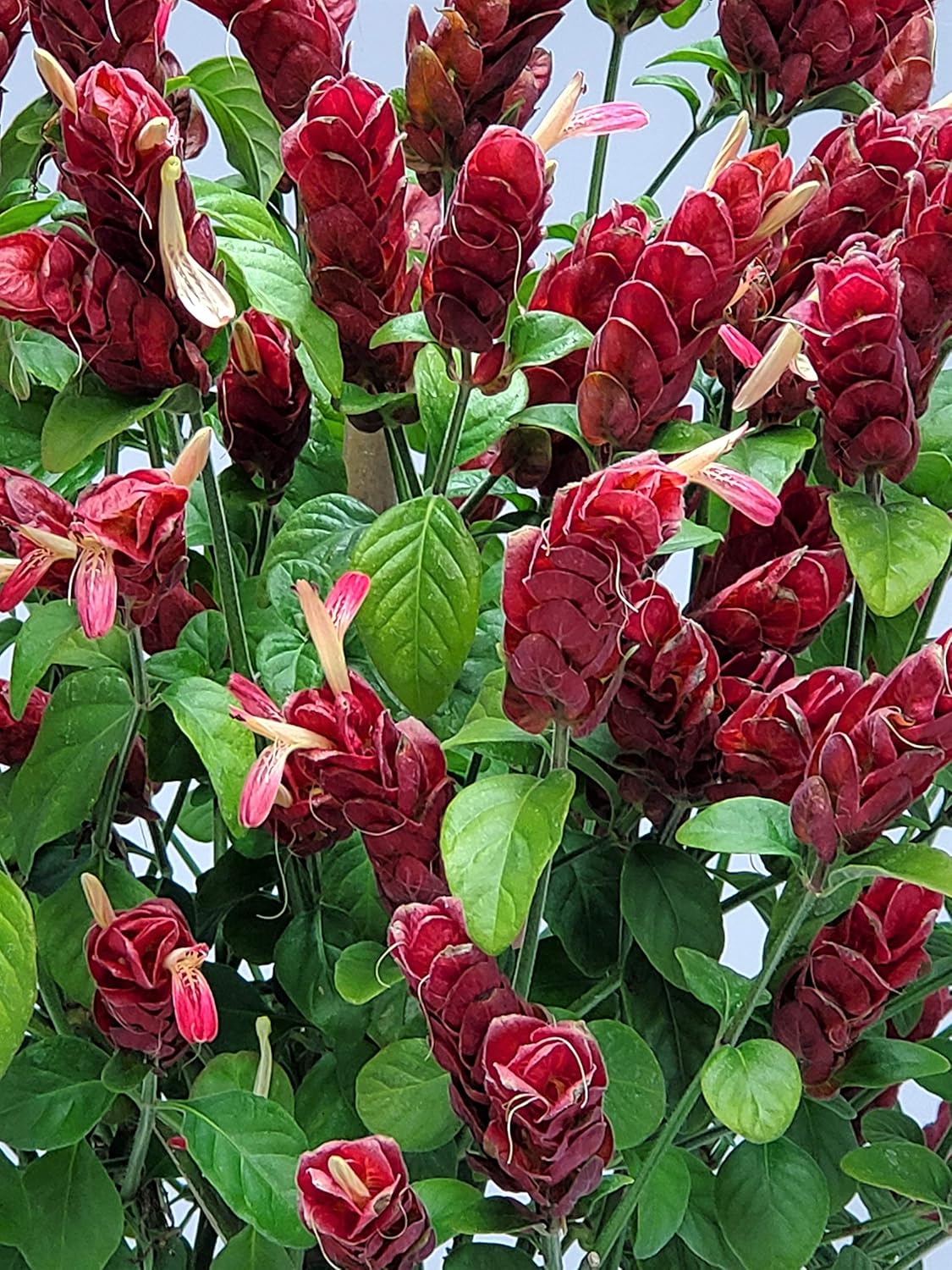 Red Flowers Braided Shrimp Tree G10197