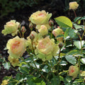 2 Piece Hybrid Tea Rose Live Shrub J5321