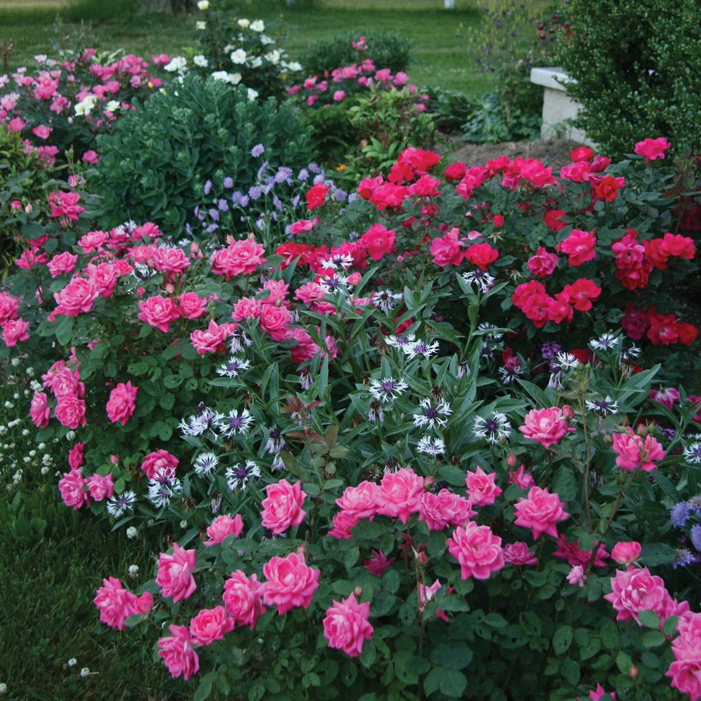Pink Rose Live Shrubs (2 Gallon) W877566