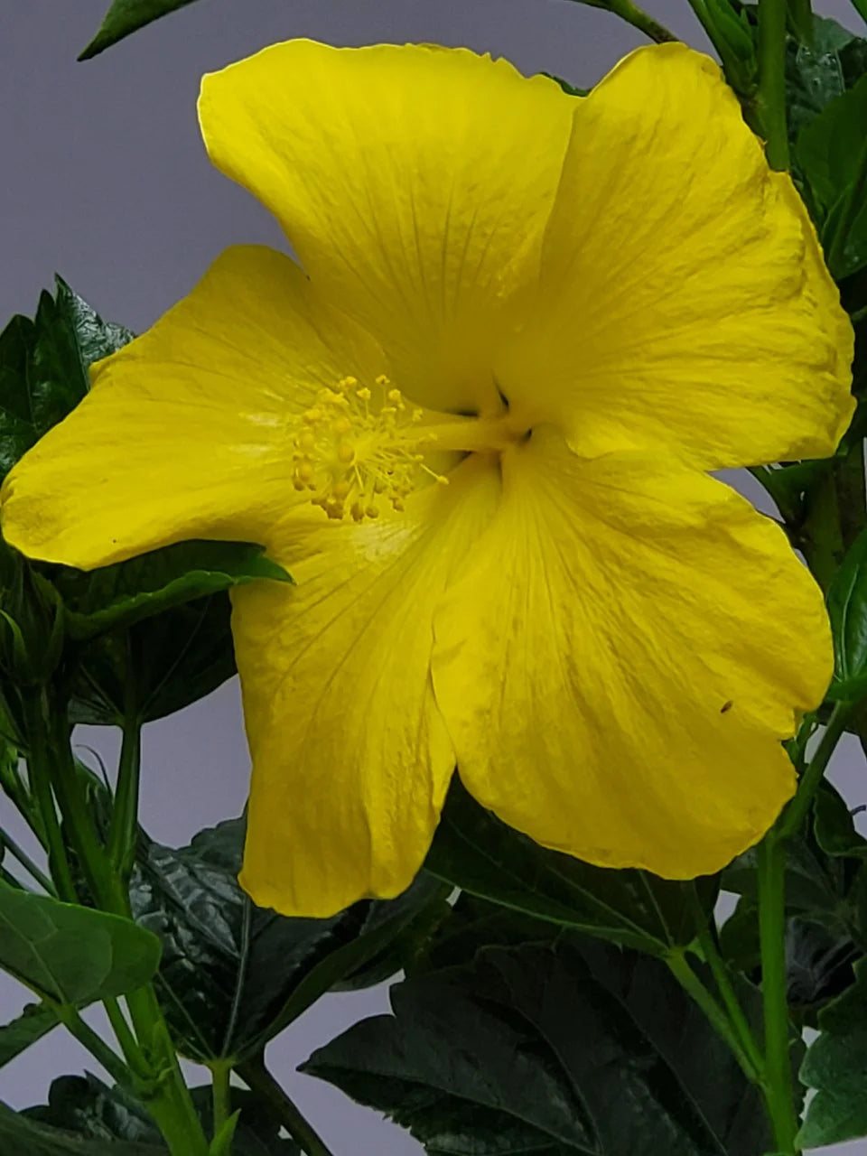 Yellow Hibiscus Tree U136855