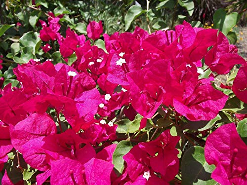 Live Flowering Plant - Bougainvillea Flower Plant K115217