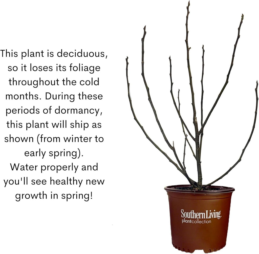 2 Gallon Fig Plant Q969070