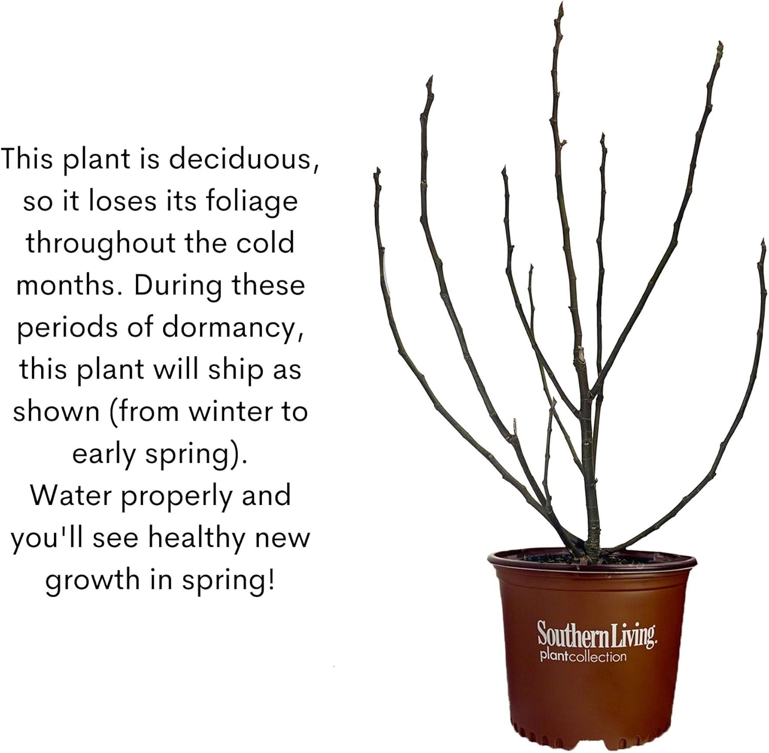 2 Gallon Fig Plant Q969070