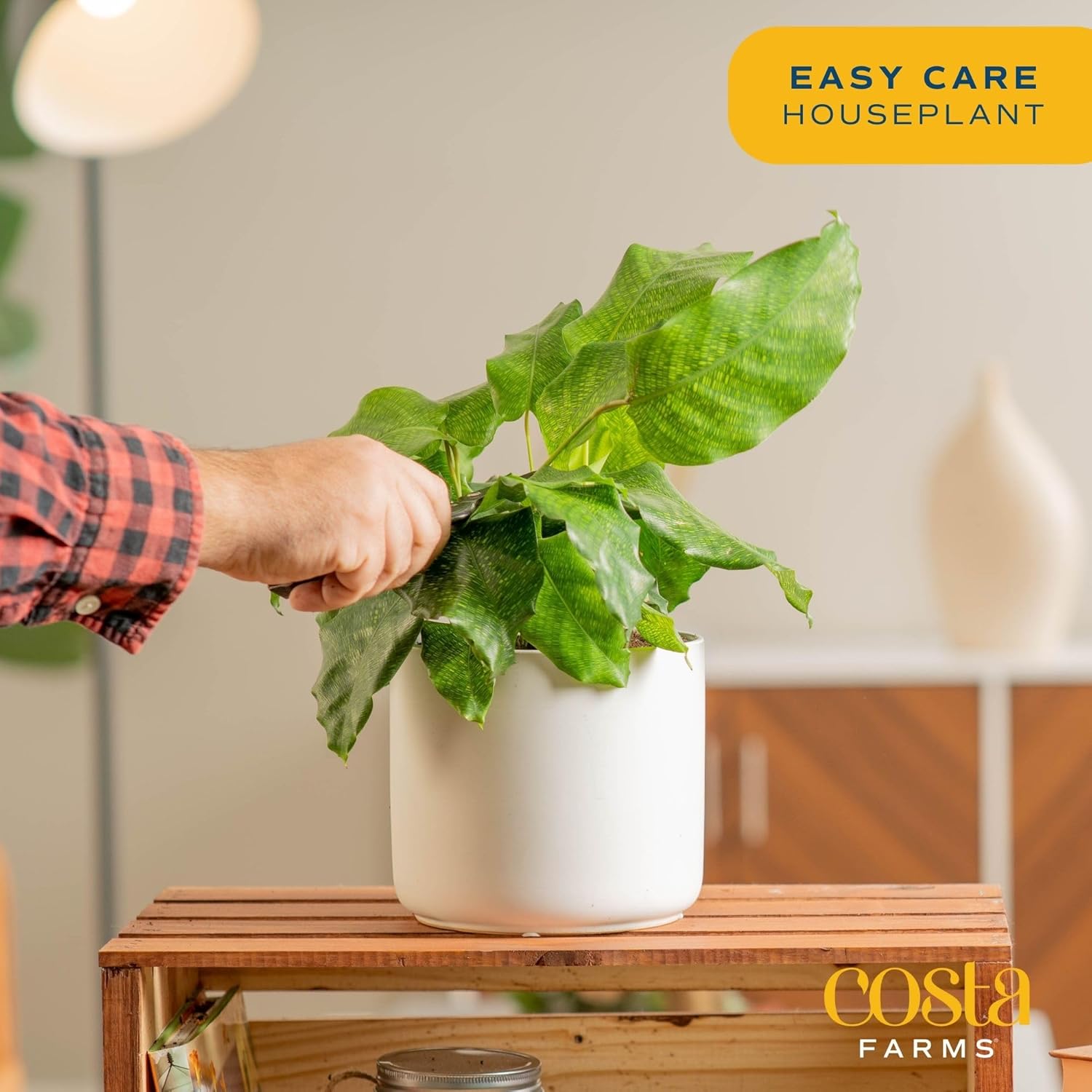 Calathea Network Live Indoor Plant, 12-Inches Tall U82484
