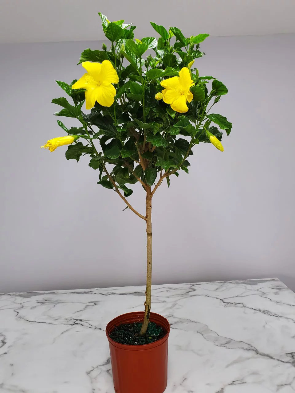 Yellow Hibiscus Tree U136855