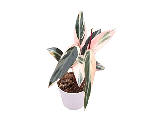 Calathea Indoor Plant, Live Houseplant 4 inch Pot H673