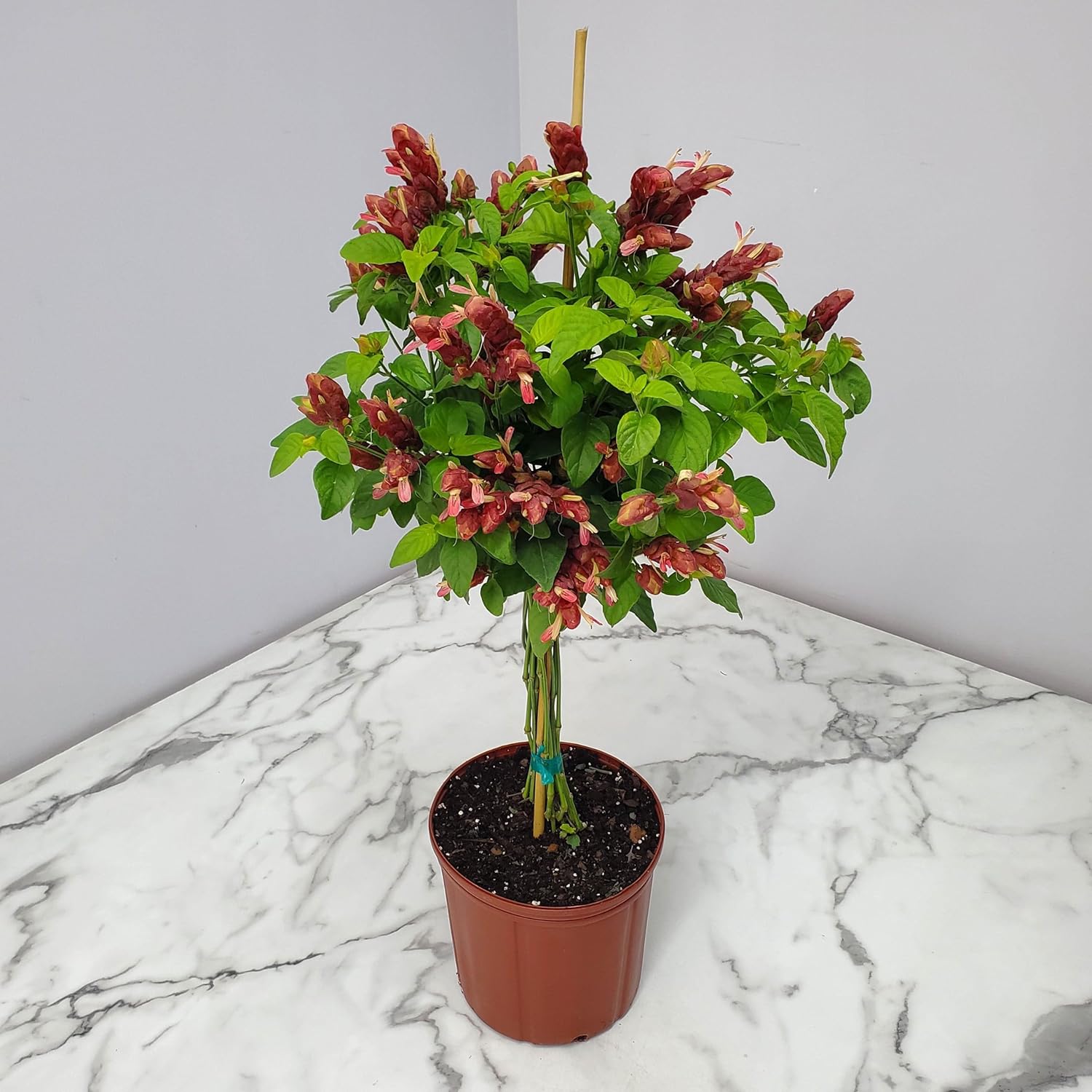 Red Flowers Braided Shrimp Tree G10197