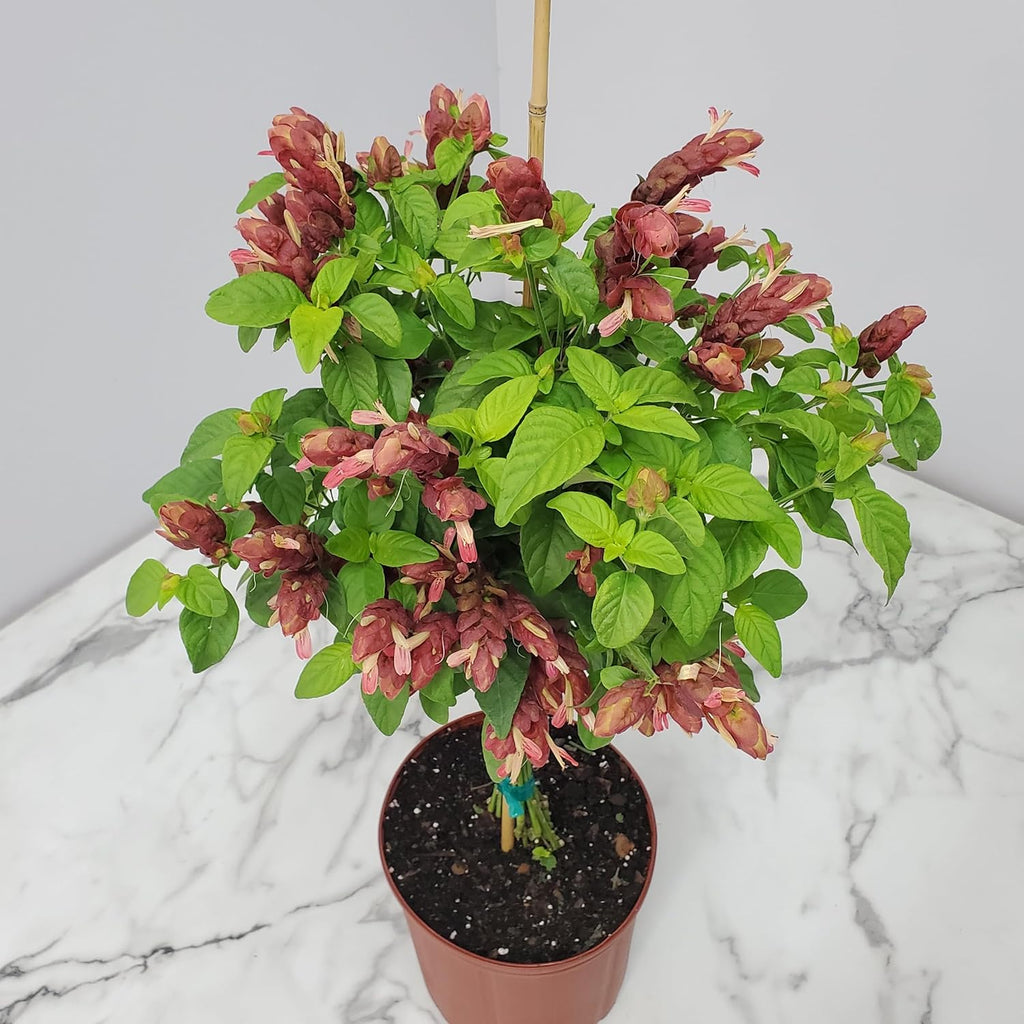 Red Flowers Braided Shrimp Tree G10197